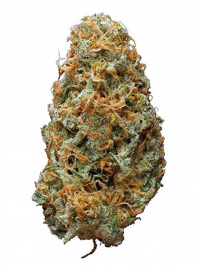 Koala Strain - Hybrid Cannabis Review,