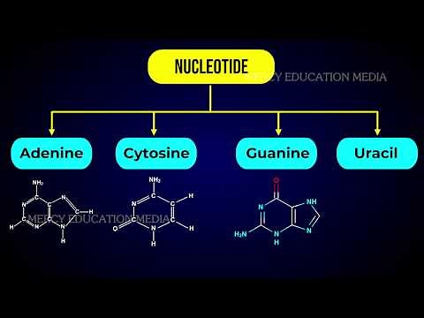 STRUCTURE OF RNA