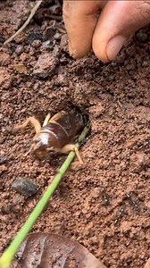 10,000 venomous ants Vs Giant crickets insect | NaturalLife IQ | Facebook