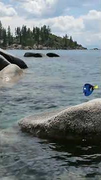 EMDR For Relaxation #grounding #calm #emdr #relaxing #peace #nature #doryfish #tahoe #stresscoping