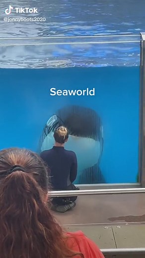 Whale Love: Majestic Orcas Swimming in SeaWorld