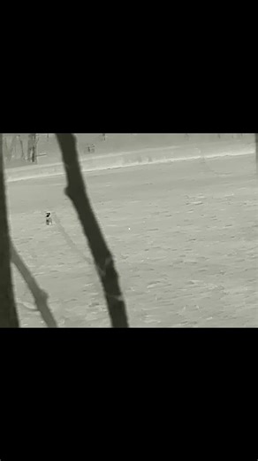 Hey Girl Hey #dogdaysofwinter #hunting #coyotes #outdoors #dogs