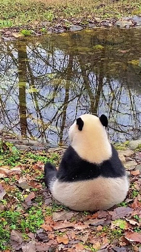 panda2home on TikTok