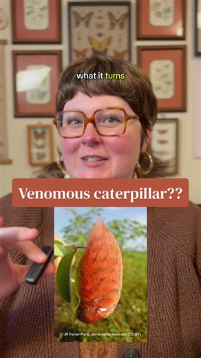 Discovering the Venomous Flannel Moth Caterpillar