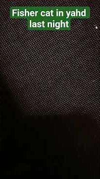 Fisher cat sounds creepy 🇺🇸