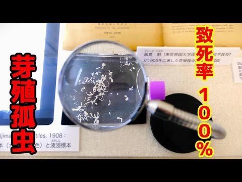 「致死率100%の寄生虫」本物の芽殖孤虫（がしょくこちゅう）が見れる東京のB級スポット「目黒寄生虫館」に行ってみた！