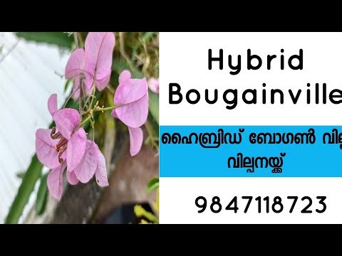 Hybrid Bougainville/ഹൈബ്രിഡ് കടലാസ് പൂക്കൾ
