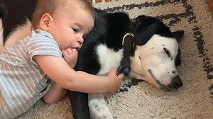 Grieving the loss of a pet? There's a national support hotline to help