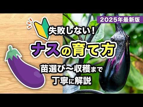 初心者必見！プロが教える失敗しないナスの育て方