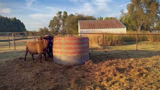 🌾 Breaking into the Big Bluestem! Today the herd got their first taste of pure Big Bluestem hay — one of Oklahoma’s most nutritious and resilient native grasses. 💚 Most people think of alfalfa as the gold standard, so here’s the comparison: • Alfalfa: 16–20% crude protein, 58–62% TDN • Big Bluestem: 10–14% crude protein, 55–60% TDN That difference matters — too much protein can make a ration too hot on the rumen, upsetting digestion or even leading to acidosis or bloat. Big Bluestem provides a