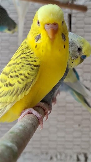 #parakeetbreeding #pets #cutepets #birds #cockatiel