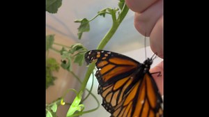 ❤️❤️🦋🦋🦋🦋🦋🦋🦋❤️❤️ I’m really enjoying my time with our beautiful monarch butterfly. She flutters her wings when I check on her and loves to drink upside down until she climbs on my finger signaling that she’s ready for the Watercap Bistro to serve. Our time will be short, yet I’ve learned so many of her ways. I will be forever changed by our encounter special one. 🙏🏻 Daily ARF-irmation: “Give your hands to serve, and your hearts to love.” – Mother Teresa #hairlessnation | Master Splinter
