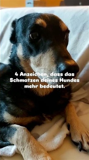 4 Anzeichen, dass das Schmatzen deines Hundes mehr bedeutet