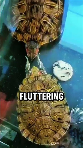 Why turtles tap each other's faces.