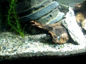 Marmorkreb - The self cloning Marbled Crayfish