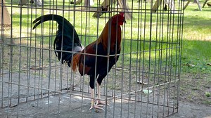 When a master breeder lets you choose from his broodstags, you don’t take it lightly. Salamat, Sir Martin!❤️ #cavsgamefarm #Gwapotmagaling | Cavs Gamefowl