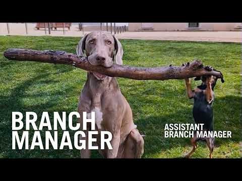 PetArmor Extend - Pets Work Hard