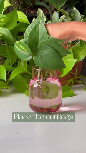 Propagate Golden Pothos | Cycle of Plant