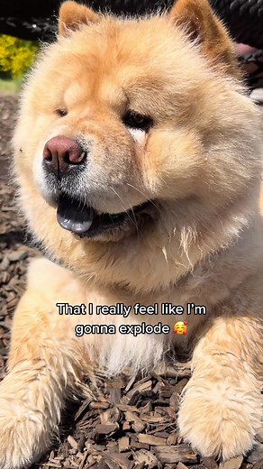 LifeOfEllaChow on TikTok