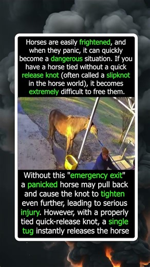 Why A Standard Knot Is A Trap For A Frightened Horse