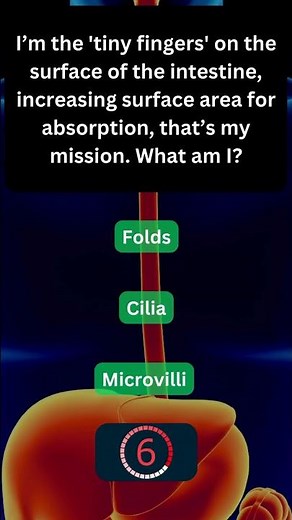 Interesting Fact About Your Digestive System! 🍽️ #BodyFacts 30