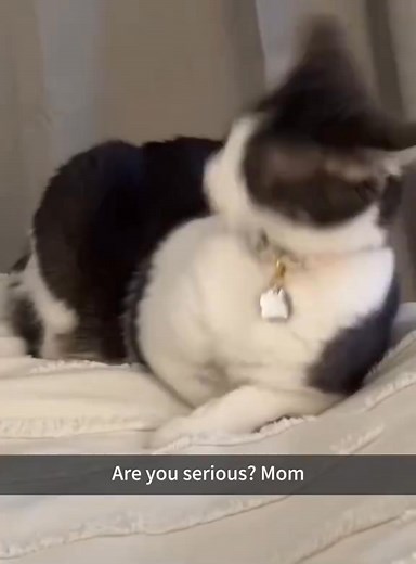 I’m so hungry I could eat a cat #cat #funnycat #cats #funnyvideos #fyp | Dear Cats