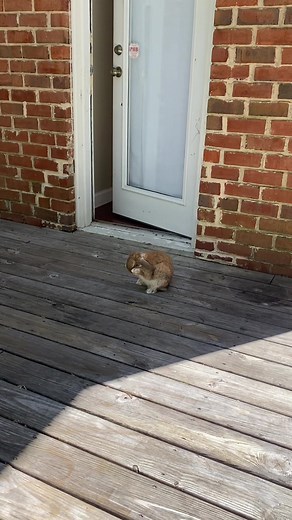 Don’t be fooled he’s fluffy but deadly! 😂 #rabbitsoftiktok #bunny #bunnies #bunniesoftiktok #hollandlopbunny #rabbits #petsoftiktok