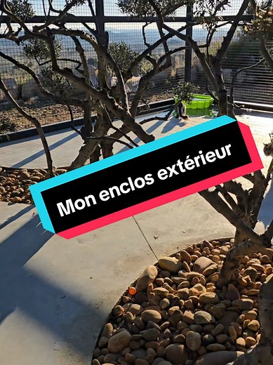 voici mon enclos extérieur #vivre #jouer #play #gamecat #enclos #cage #chat #mainecoon #construction #travaux #installation #elevage #elevagechat #faustcoon #lachatteriedasgardskogkatt
