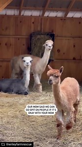 81K views · 2.4K reactions | Have you ever been spit on by an alpaca?...