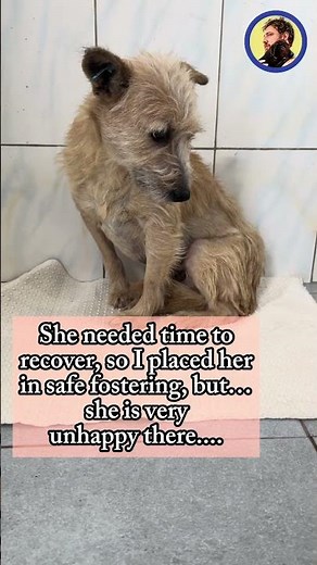 Rescued stray dog Rexy wants to go back to her place, but she must recover first