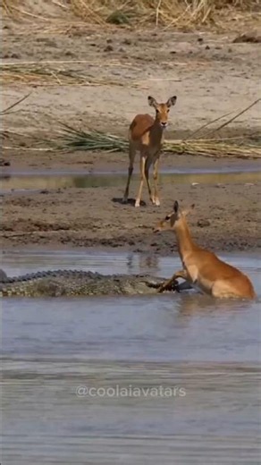 🐊 Crocodile Had NO Chance After This Hippo Saved an Impala! 😱🦛