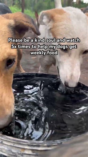 Please be a kind soul and watch 5x times to help my dogs get weekly food