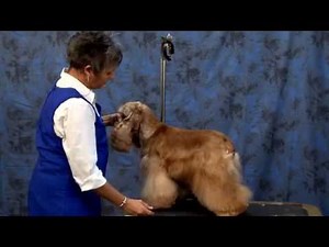 Grooming the American Cocker Spaniel with Judy Hudson