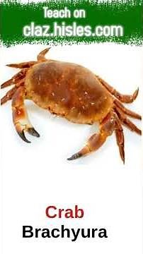 Solutions Biology Paper 3 (practicals) Cameroon GCE 2023 Advanced Level -Classification