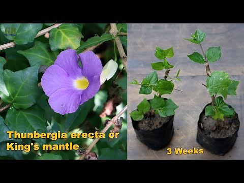 How to propagate thunbergia erecta or king's mantle or bush clock vine from cuttings (with update)