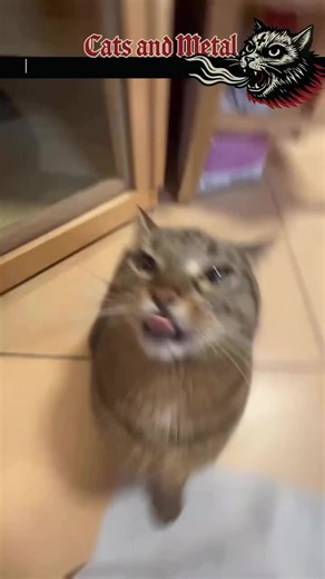 Cattic tic tic toc Wanna hear your own song or see your own cat in our highly viewable posts, dm us «WANT TO GET VIRAL» to get full info about features in @catsandmetalmusic content Get our awesome merch with exclusive «CATified» iconic artworks of classic albums of your favourite bands, go check it out in our store @catsandmetal.store, it's hilarious, thousand of metalheads and cat parents worldwide agree Follow our page, like, leave a comment and share this reel with your cat or with people yo