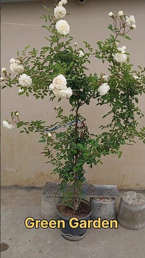 Climbing Rose plant Care in first time youtube