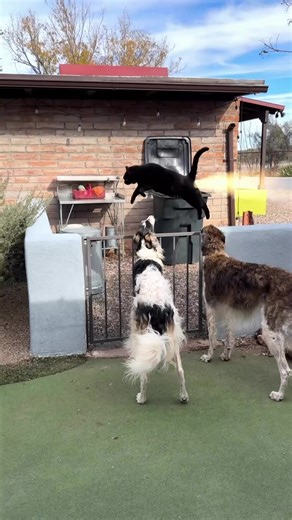 Compilation of recent crazy #borzoi #doglife #compilation #dogs #meme