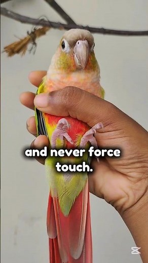 How to Bond with Your Conure the Right Way? 🥰