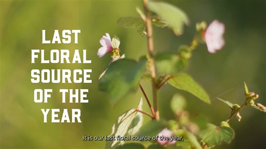 Every year in October, Florida beekeepers like Barry hustle to get their hives near some Brazilian Pepper. The delicate white blooms take over huge swaths of Florida’s swamps, orange groves, and rangeland, providing a one last delicious honey harvest before winter. ​ •​ Taste the difference in our Local Hive Florida honey blend – even if you’re not in the Sunshine State. | Local Hive Honey