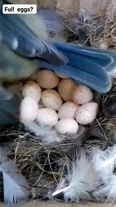 Will all Java sparrow eggs hatch ??? 🐣🐣 #nationalbirdday #birdlife #javasparrow #reach #earonfacebook | Ayahe Putri