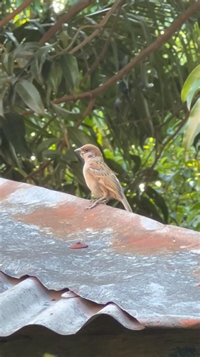 Eurasian Tree Sparrow is not native in the Philippines