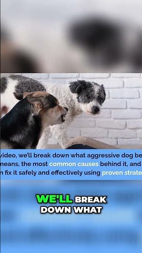 Decoding Dog Aggression Understand, Fix, and Restore Peace