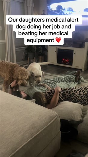 How do service dogs know? They are incredible right! These dogs are highly trained with scents to detect a chemical change in blood sugar through a humans breath! Pretty remarkable! Our Service dog, Spy never seems to amaze us 💗🫶 #medicalalertdog #servicedog #howtotrainadog #dogtraining #viral #creativesearchinsight2024 #creativesearch #type1diabetes #diabetic #lowbloodsugar
