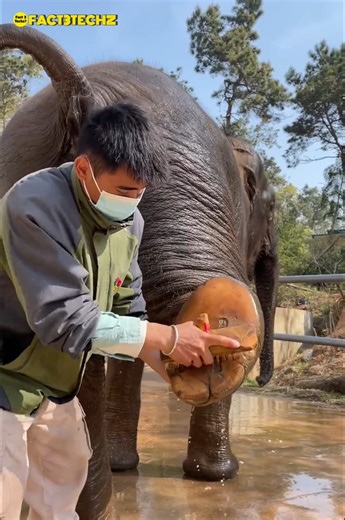 The Hidden Pain in Elephant Feet Will Shock You | by Fact3Techz | #short #ytshort #shortvideo 🤯