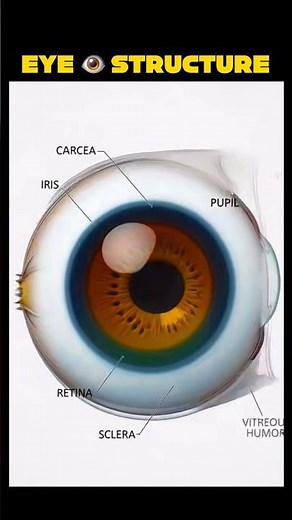 👁️ Human Eye Structure in 3D!Learn the anatomy of the human eye with this detailed animation 🔥