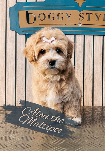 Meet Alou the Adorable Maltipoo!