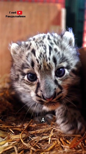 Snow Leopard Is Too Beautiful 🤍