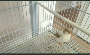 5.4K views · 352 reactions | Aviary, can be done for 7 to 14 days... Before the canary is moved to the breeding cage, Asinan must always be available in the cage. The cage used can be a solitary cage or a single cage, which has a length of 40 cm, a width of 40 cm and a height of 60 cm. | Fabio Canavarro | Facebook