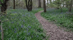 Pathway through a woodland covered in bluebell flowers. Path leads away from camera through the trees and forest. Nature scene shot in slow motion.